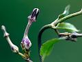 Bulbous Ceropegia